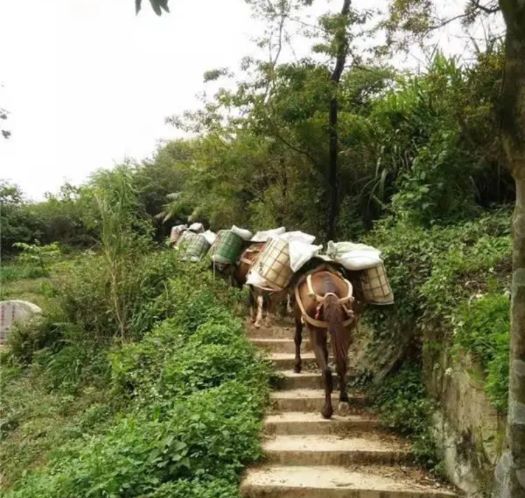 龙港山区马帮运输