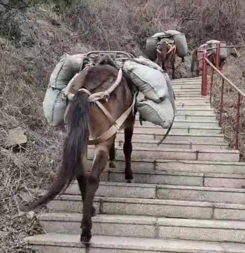 龙港骡马运输