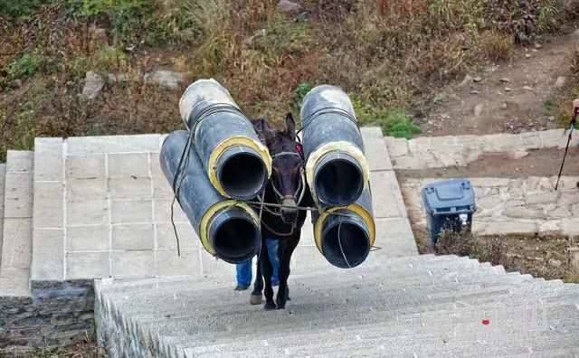 龙港马帮运输